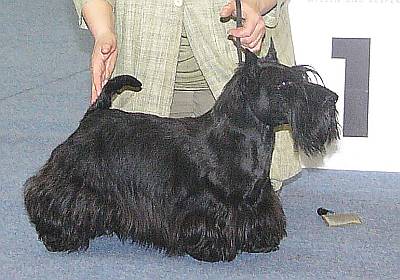 Klub scottie sales